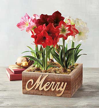 Christmas Flower Delivery Christmas Plants Harry & David Christmas Flower Delivery Christmas Plants Harry & David